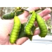 Rothschildia equatoralis eggs